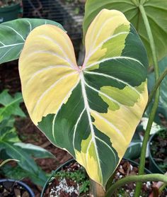 a heart shaped plant with green and yellow leaves in a potted planter next to other plants