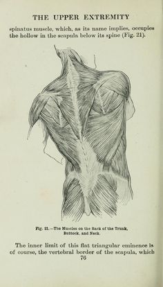 a drawing of the back of a man's upper body, with muscles visible