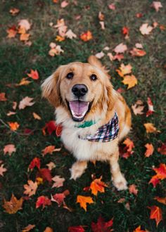 a dog is sitting in the grass with fall leaves around him and looking up at the camera