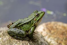 a green frog sitting on top of a rock