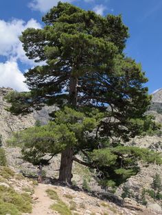 a tall pine tree on the side of a mountain