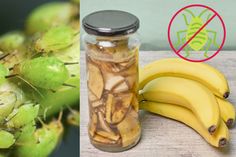 there are two pictures one has bananas and the other has green grapes in it, both with bugs on them