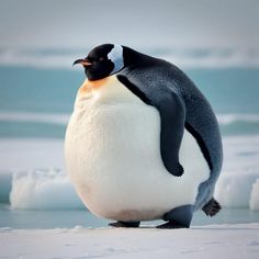 a penguin standing on top of an ice floet with its head turned to the side