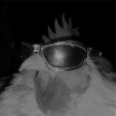 a close up of a chicken wearing goggles