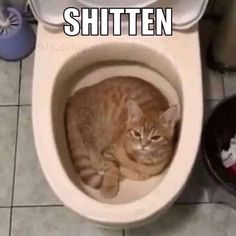 a cat is sitting in the toilet bowl and it looks like he has fallen asleep