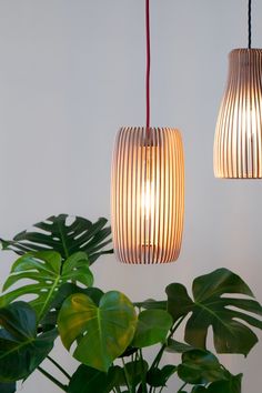 two hanging lights next to a potted plant