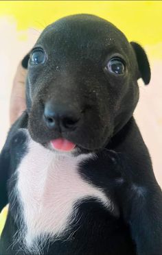 a black and white puppy is holding its paw up