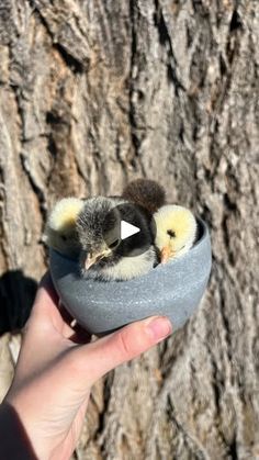 a person holding a small bird in front of a tree