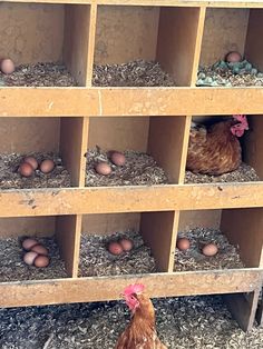 chickens and eggs are in their coops on the floor next to some shelves that hold them