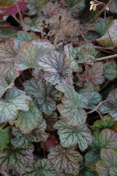 some very pretty green and brown leaves