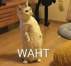 a white cat standing on its hind legs with the caption that says, what?