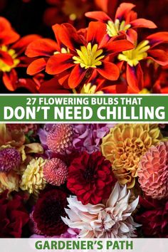 Flowering bulbs are easy to grow and a reliable way to add color and fragrance throughout the growing season. But many bulbs need "chill time" to bloom properly, which can be impractical in regions with mild winters. Learn about 27 fantastic bulbs that don't need chilling now on Gardener's Path. #bulbs #gardenerspath