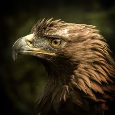 an eagle with brown feathers and yellow eyes looking at the camera, in front of a dark background