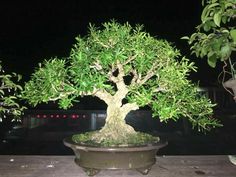 a bonsai tree in a pot sitting on a wooden table outside at night time