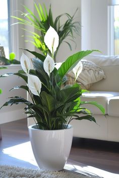 a potted plant sitting on top of a white rug