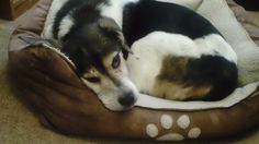 a black and white dog laying on top of a bed