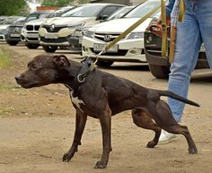 a dog on a leash standing next to a person with cars in the back ground