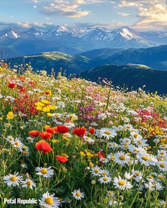 Daisy Symbolism in the Language of Flowers Daisy Symbolism, Types Of Daisies, Tulips And Daffodils, Easter Bouquet, Garden Goals, Wildflowers Photography, Victorian Flowers