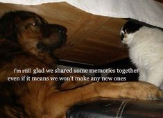 a dog and cat sitting under a bed with the caption i'm still glad we shared some memories together even if it means we won't make any new ones