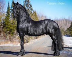 a large black horse standing on the side of a road in front of some trees