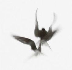 two black and white birds flying in the sky