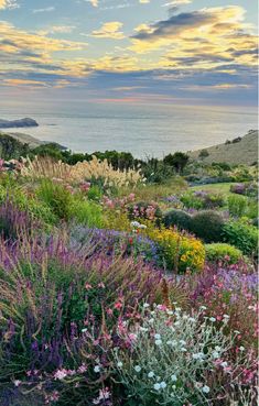 an ocean view with flowers in the foreground and clouds in the sky above it