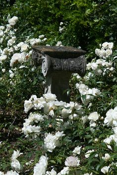 white roses surround an old urn in the middle of a garden