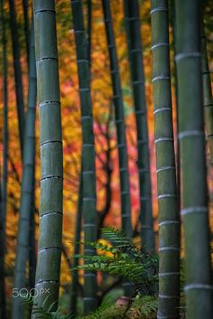 many tall bamboo trees with colorful leaves in the background