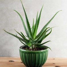 a green potted plant sitting on top of a wooden table