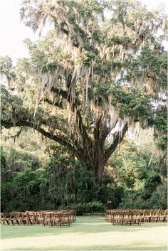 an outdoor ceremony setup with chairs and tables under a large tree covered in spanish moss