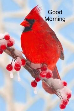 a red bird sitting on top of a branch covered in snow and berries with the words good morning written below it