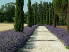 a dirt road surrounded by trees and lavender flowers