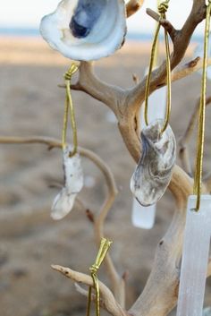 several seashells hanging from a tree branch on the beach