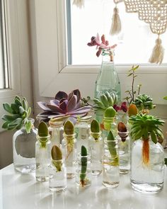 there are many vases with plants in them on the table next to a window