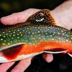 a fish that is being held in someone's hand with water droplets on it