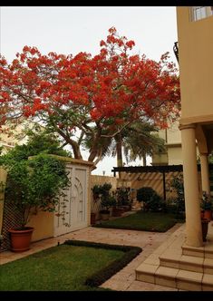 a tree with red flowers is in the middle of a courtyard area that has stairs and potted plants