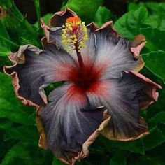 a purple flower with red stamens in the center and green leaves around it