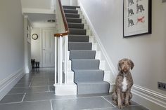 a dog is sitting on the floor in front of some stairs with gray carpeting