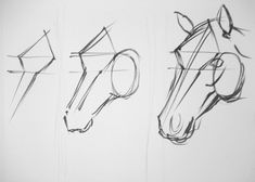 three drawings of horses'heads with different angles