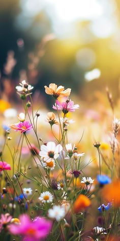 colorful wildflowers and grasses in a field with sunlight shining through the trees behind them