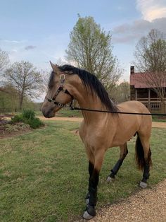 a brown horse standing on top of a lush green field