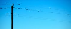 many birds are sitting on the power lines