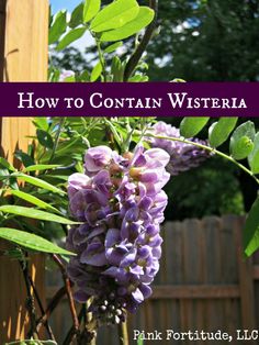 How to Contain Wisteria ! - Because I absolutely love it! (Faulkner's best metaphor ever for Southern culture!) Wisteria Pergola, Diy Projects For The Home, Southern Garden, Survival Guide, Outdoor Plants, Wisteria, Garden And Yard