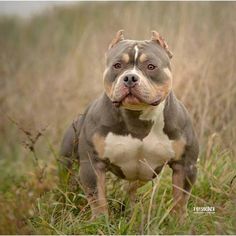 a brown and white pitbull standing in tall grass with his tongue out looking at the camera