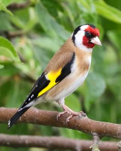 a small bird perched on top of a tree branch