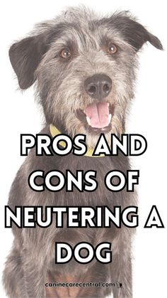 a dog with the words pros and cons of neutering a dog