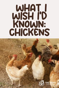 "Keeping Backyard Chickens: What I Wish I'd Known | The Happy Chicken Coop" Chicken Owner, Coop Ideas, Raising Backyard Chickens, Chicken Coop Designs, Diy Chicken, Coop Plans, Chicken Coop Plans