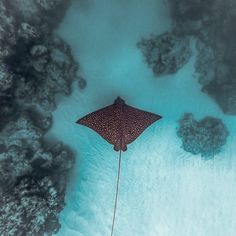 a manta ray swimming in the ocean