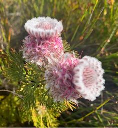 some pink and white flowers in the grass