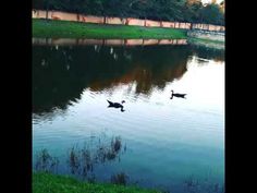 three ducks are swimming in the water